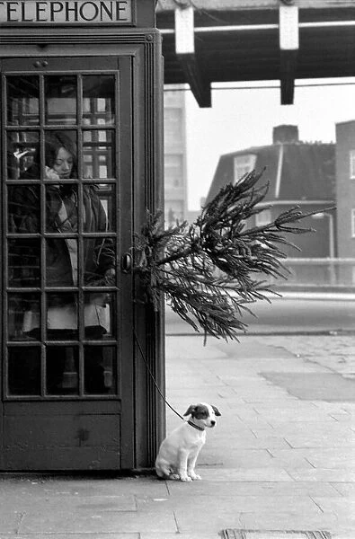 Animal, Cute: Puppy Dog outside Telephone Box. December 1972 72-11831