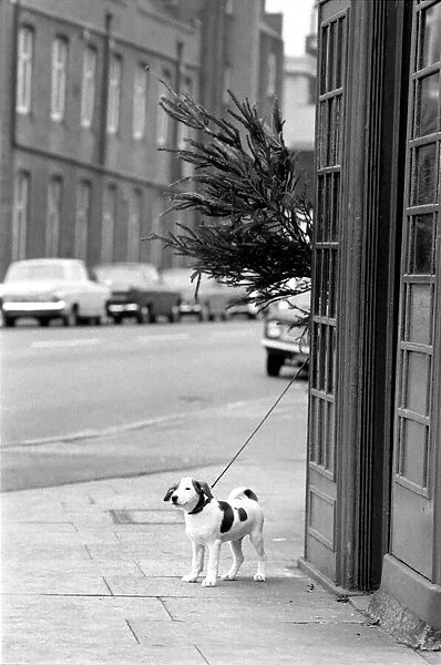 Animal, Cute: Puppy Dog outside Telephone Box. December 1972 72-11831-004