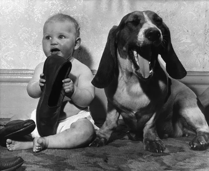 Framed Print : Animal Dog Basset Hound October 1962 Elizabeth Stanley aged 8 months had a great