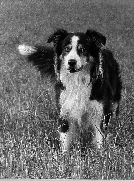 Animal Dog Collie in the field August 1976