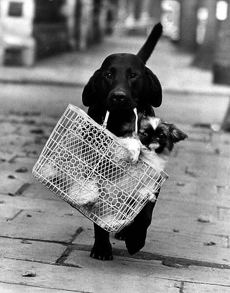 Animal Dog Labrador October 1965 Tooper age two and a half takes 6 months old