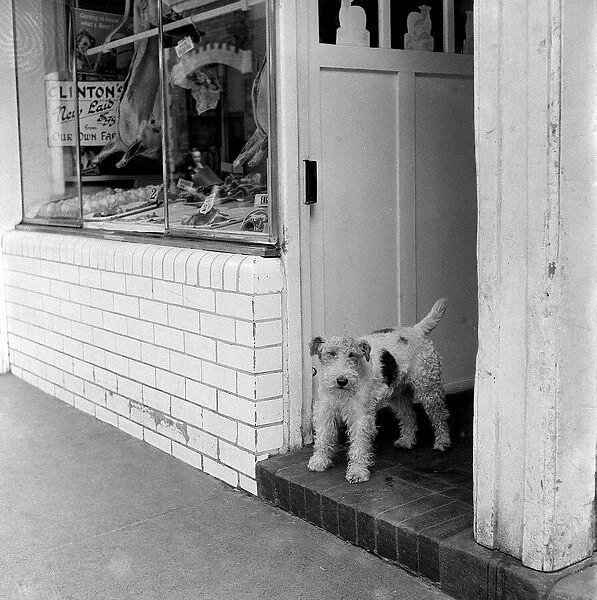 Animal Dog November 1954 The butchers dog