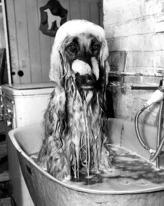 Framed Print : Animal Dogs Afghan Hound February 1979 Top Dog Khonistan Androcles of Alyshan is