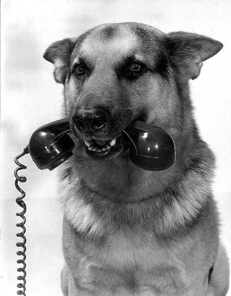 Animal Dogs Alsatian May 1968 six Years old film and television star '