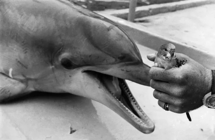 Framed Print : Animal: Dolphin and Budgie. July 1976 P011859 Framed Print : Animal: Dolphin and Budgie. July 1976 P011859