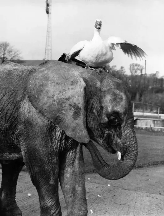 Framed Print : Animal friends - Animals and Birds. Carr keeps calm - even when Cecil the duck lands