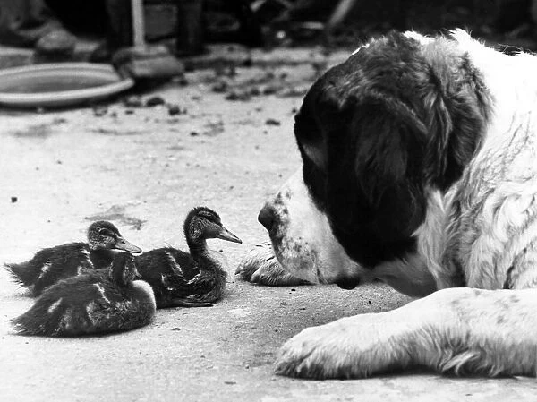 Animal Friends - Dog and Birds Bess the St. Bernard and her duckling friends