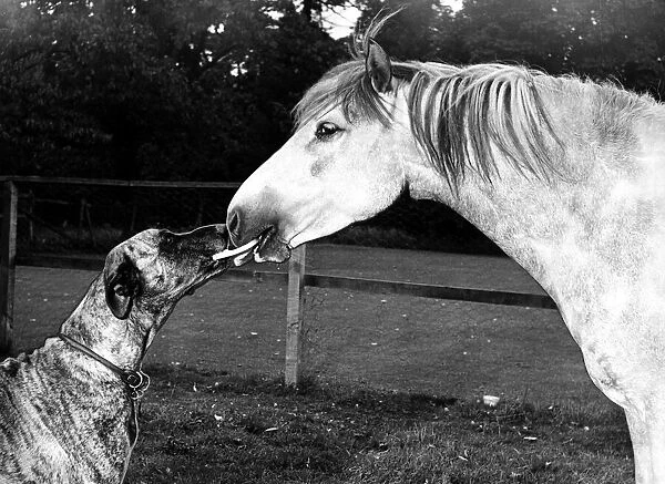 Animal Friends - Dog and Horse 1956 circa