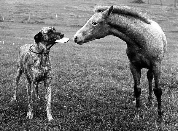 Animal Friends - Dog and Horse 1956 circa