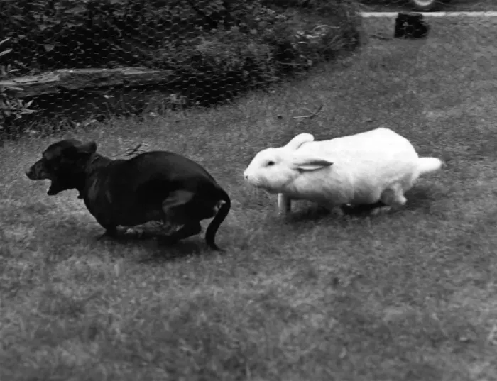 Framed Print : Animal Friends - Dogs and Misc: The chase is on as Samson runs after Henry the daschshund Framed Print : Animal Friends - Dogs and Misc: The chase is on as Samson runs after Henry the daschshund