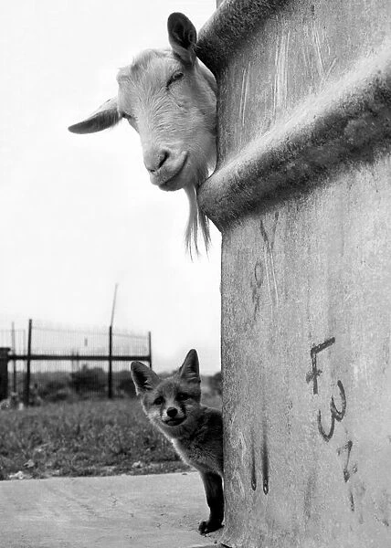 Animal Friends - Goat and Fox Animals 1959 circa Daily Mirror