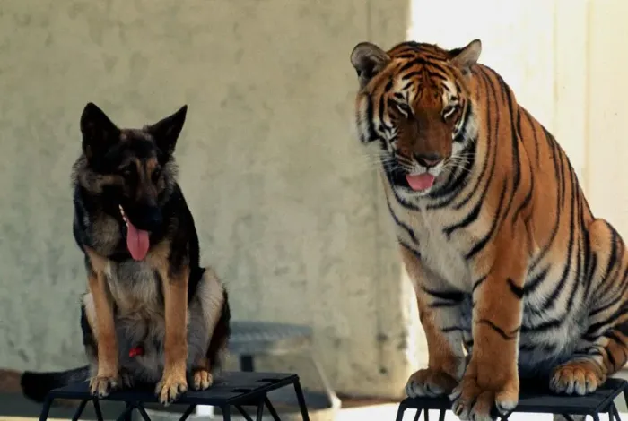 Framed Print : Animal friendship - Bengal tiger Ravi and Alsation dog July 1977 A©Mirrorpix Framed Print : Animal friendship - Bengal tiger Ravi and Alsation dog July 1977 A©Mirrorpix