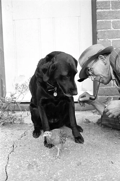 Animal: Friendship: Partridge and labrador. November 1963 A988-002