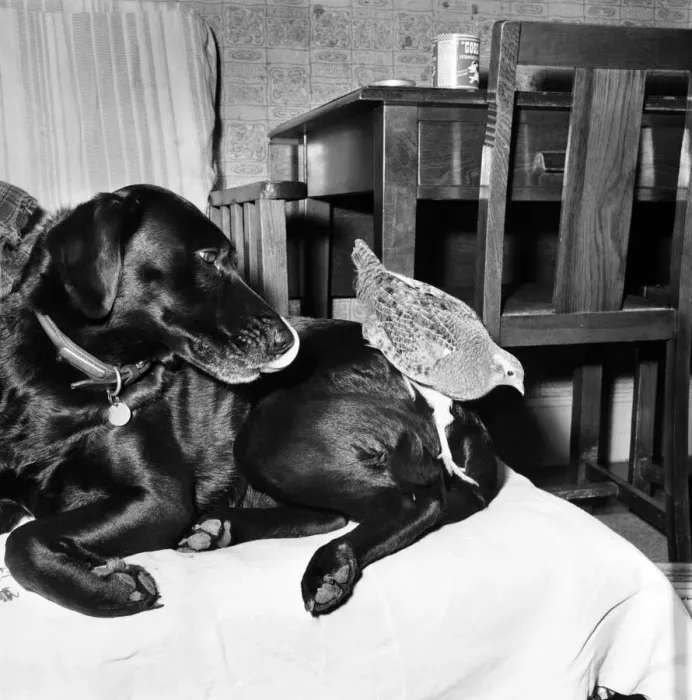 Framed Print : Animal: Friendship: Partridge and labrador. November 1963 A988-006 Framed Print : Animal: Friendship: Partridge and labrador. November 1963 A988-006