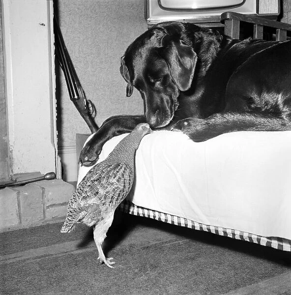 Animal: Friendship: Partridge and labrador. November 1963 A988-010