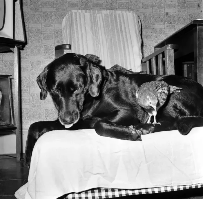 Framed Print : Animal: Friendship: Partridge and labrador. November 1963 A988-007