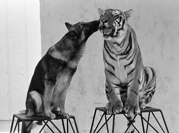 Animal friendship between Ravi the Bengal tiger and Duke the Alsatian dog