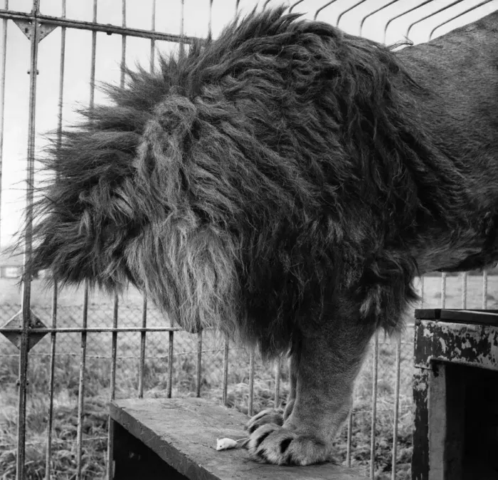 Framed Print : Animal Friendship - Riki the lion has long outgrown the playful stage when he had the run Framed Print : Animal Friendship - Riki the lion has long outgrown the playful stage when he had the run