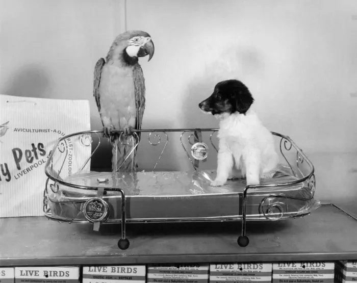 Framed Print : Animal Friendships - Animals and Birds: Bonzo the pup tries out one of the gold-plated
