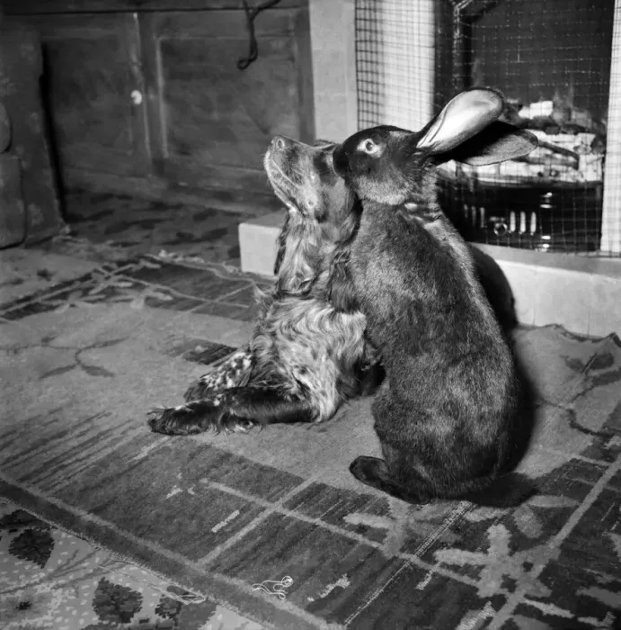 Framed Print : Animal Friendships. Dog and Rabbit. December 1953 D7698-001
