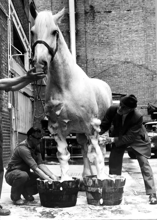 Framed Print : Animal Horse July 1974 Often to be seen pulling a brewers dray around London Framed Print : Animal Horse July 1974 Often to be seen pulling a brewers dray around London