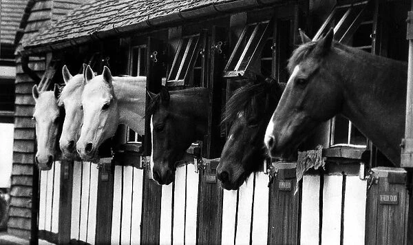 Animal Horses April 1967 This not an uncommon sight at Cherry Tree Farm