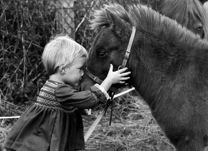 Framed Print : Animal Horses September 1967 Little Serena stands face to face with a Framed Print : Animal Horses September 1967 Little Serena stands face to face with a