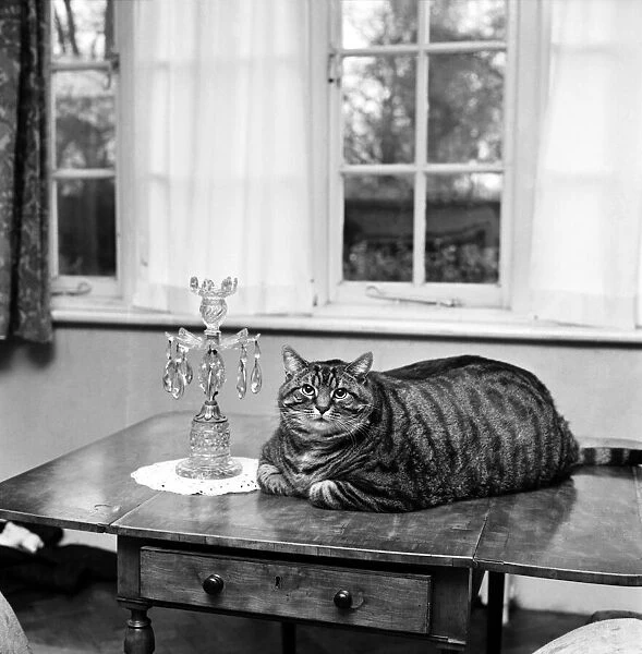 Animal Humour. A fat cat at his owners home. November 1969 Z11404-002