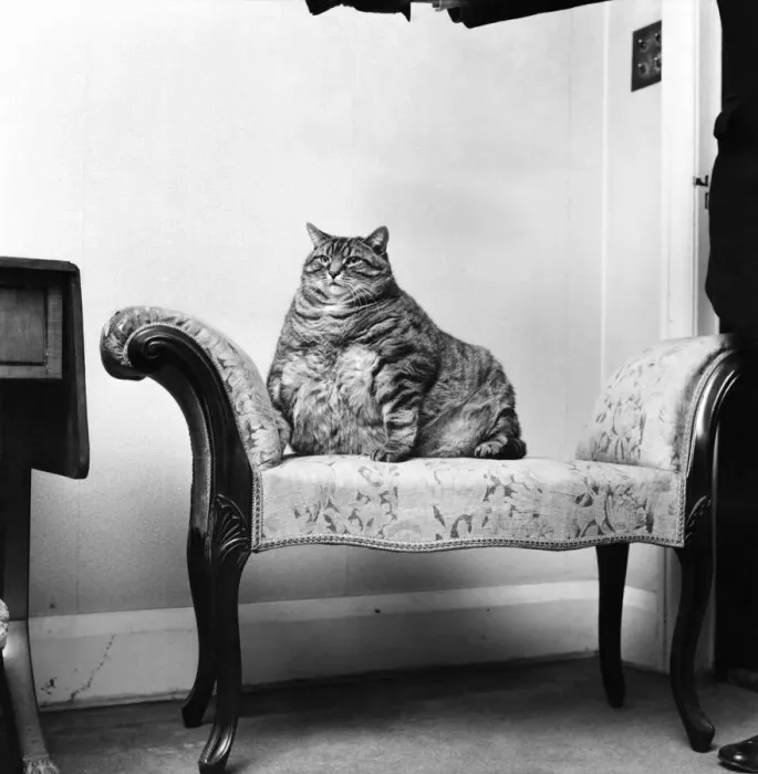Framed Print : Animal Humour. A fat cat at his owners home. November 1969 Z11404