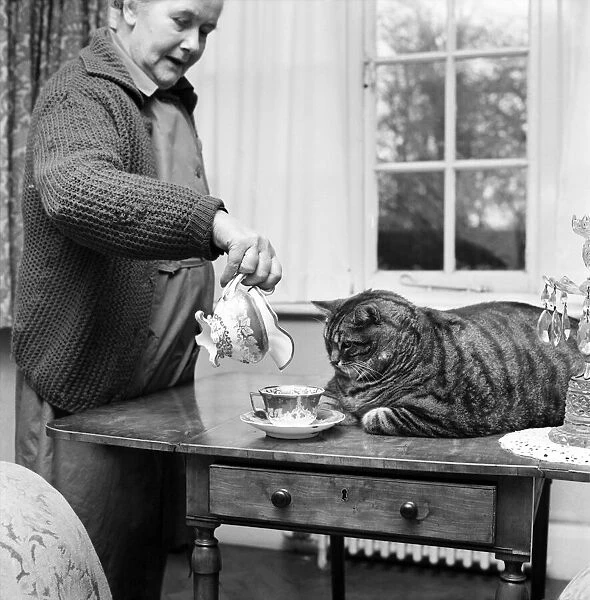 Animal Humour. A fat cat at his owners home. November 1969 Z11404-003