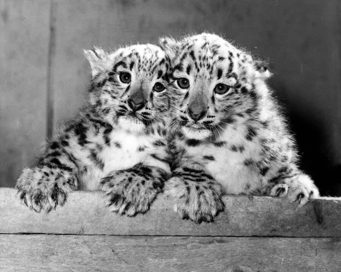 Framed Print : Animal Leopard February 1986 Eva and Becker the (twin cubs Framed Print : Animal Leopard February 1986 Eva and Becker the (twin cubs