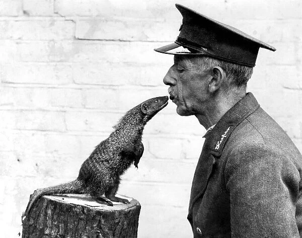 Animal: Mongoose. August 1935 P004160