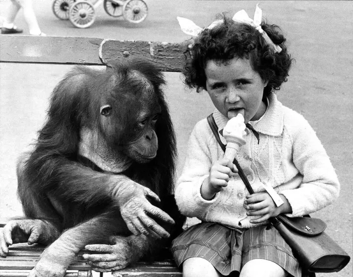 Framed Print : Animal Monkey Orangutan August 1968 Tuan the 4 years old Chessington Zoo Orangutan Framed Print : Animal Monkey Orangutan August 1968 Tuan the 4 years old Chessington Zoo Orangutan