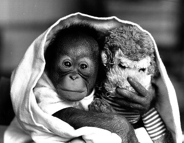 Animal Monkey Orangutan May 1985 Baby Orangutan wrapped in a blanket with a cuddly
