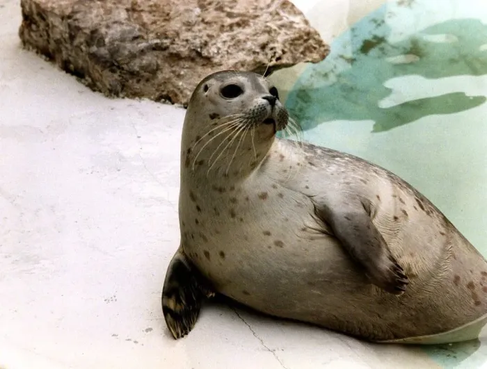 Framed Print : Animal Seal lucky seal that has recovered circa 1995