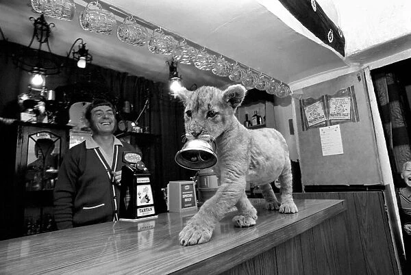 Animal: Unusual: Cute: Lion cub at Public House. Regulars at a quiet country pub in