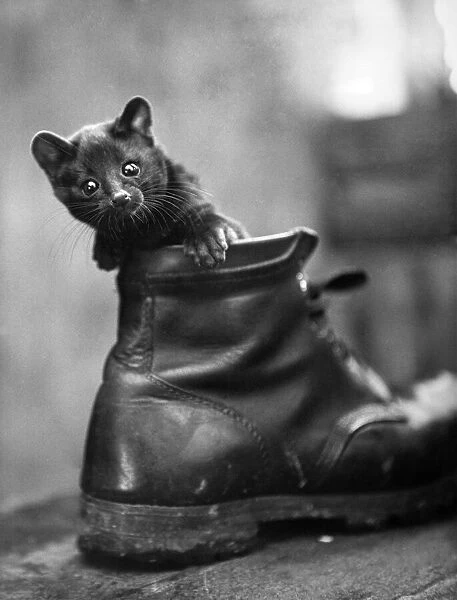 Animal Zoos: Guess who? Puss in boot? No-this furry fellow is a black Ganet cub popping