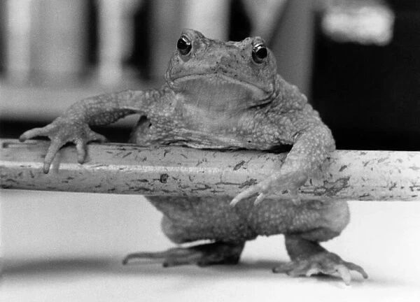 Animals - Albert the Toad. April 1985 P011731