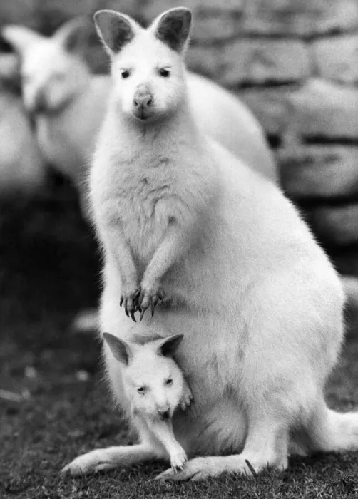 Framed Print : Animals: These Albino Wallabies from Australia are among the very rare animals left in Framed Print : Animals: These Albino Wallabies from Australia are among the very rare animals left in