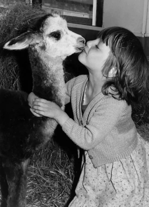 Framed Print : Animals - Alpaca. A Big kiss for Metro from Karen Ellies. September 1983 P000431