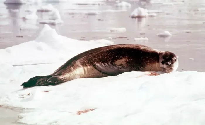 Framed Print : Animals Antartic Argentine IS Leopard Seal March 1975 Hydruga Leptonyx Framed Print : Animals Antartic Argentine IS Leopard Seal March 1975 Hydruga Leptonyx