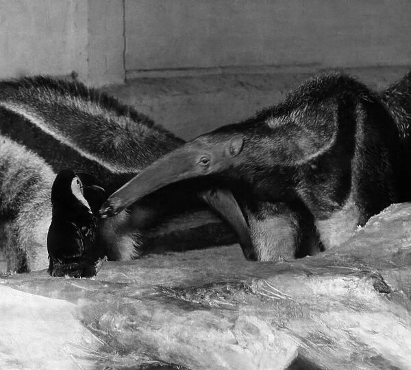 Animals - Anteater - Toucan and Anteater friendship Bellevue Zoo. Rochester