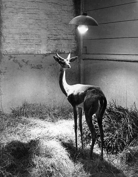 Animals - Antelope. January 1955 P000372