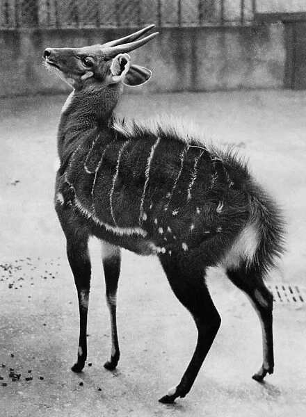 Animals - Antelope. October 1935 P000396