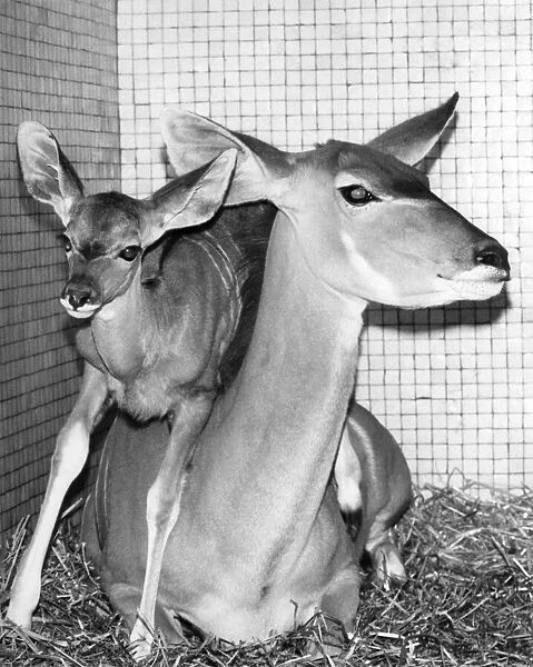 Animals - Antelope. September 1982 P000378