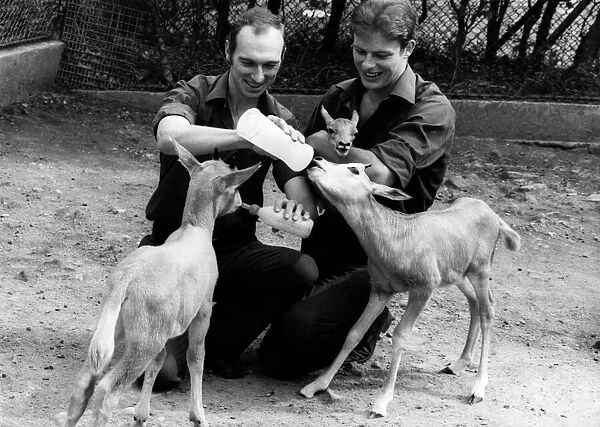 Animals - Antelopes. Milk round... Gary and Jeff with John, Tom and Betty