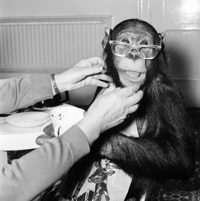 Framed Print : Animals: Apes and Monkeys: Humour: Ada'The Chimp who loves to impersonate a Framed Print : Animals: Apes and Monkeys: Humour: Ada'The Chimp who loves to impersonate a
