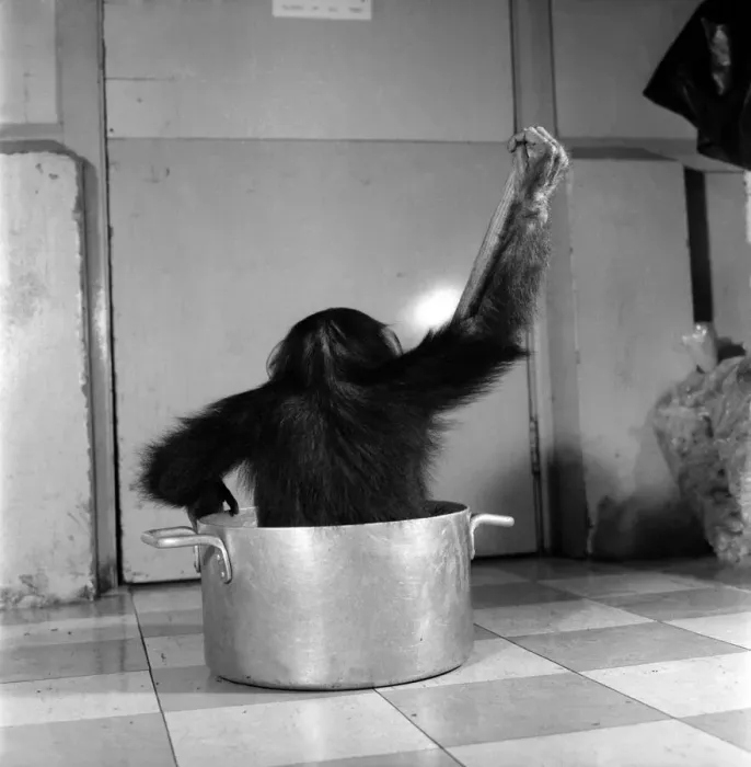 Framed Print : Animals: Apps and Monkeys: Freddie, a baby chimp, is making a real job of mixing