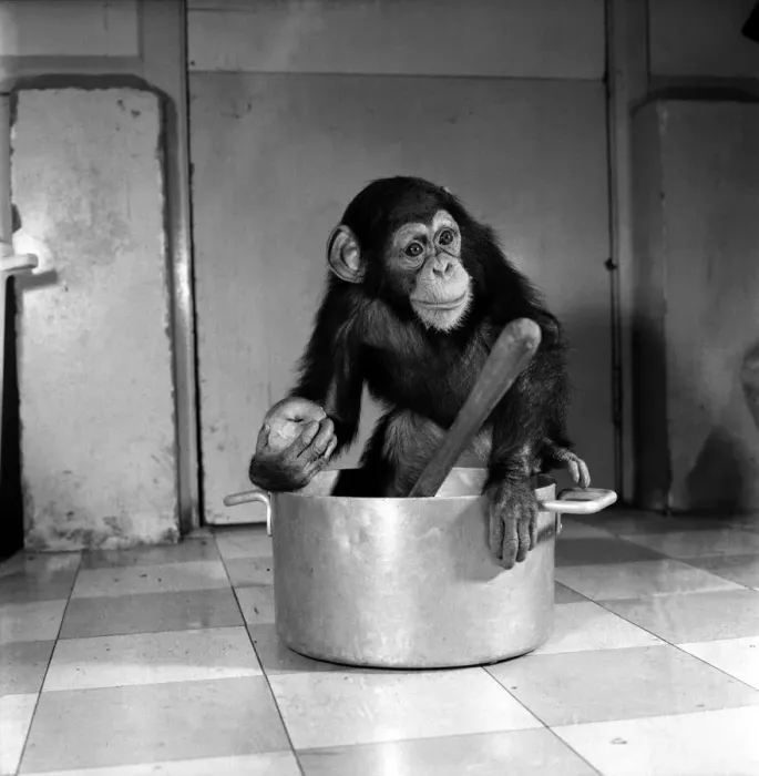 Framed Print : Animals: Apps and Monkeys: Freddie, a baby chimp, is making a real job of mixing Framed Print : Animals: Apps and Monkeys: Freddie, a baby chimp, is making a real job of mixing
