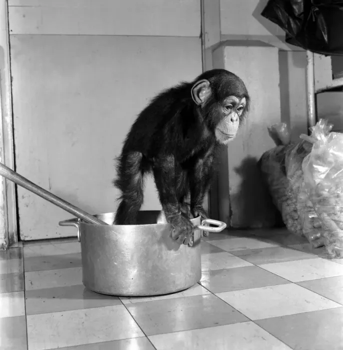 Framed Print : Animals: Apps and Monkeys: Freddie, a baby chimp, is making a real job of mixing